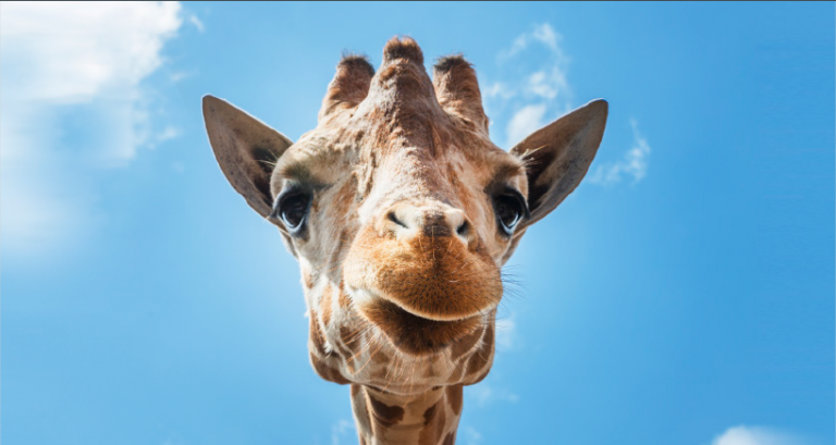 Local Area Local Area